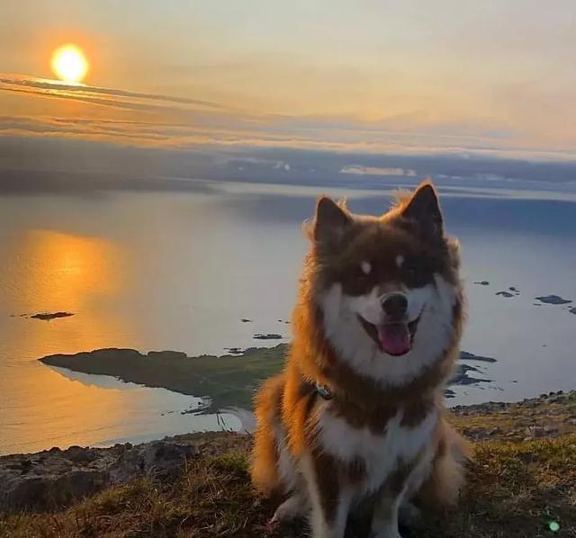 你以为这是一只阿拉斯加？错！这种冷门犬你见过吗？