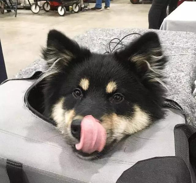 你以为这是一只阿拉斯加？错！这种冷门犬你见过吗？