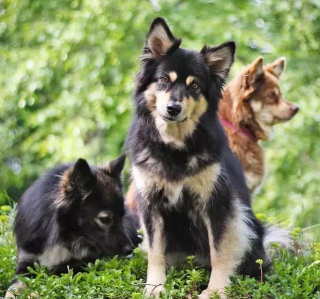 你以为这是一只阿拉斯加？错！这种冷门犬你见过吗？