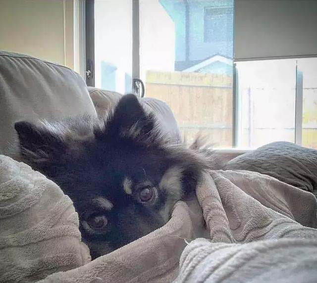 你以为这是一只阿拉斯加？错！这种冷门犬你见过吗？