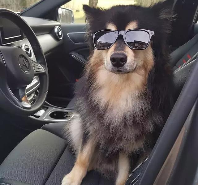 你以为这是一只阿拉斯加？错！这种冷门犬你见过吗？