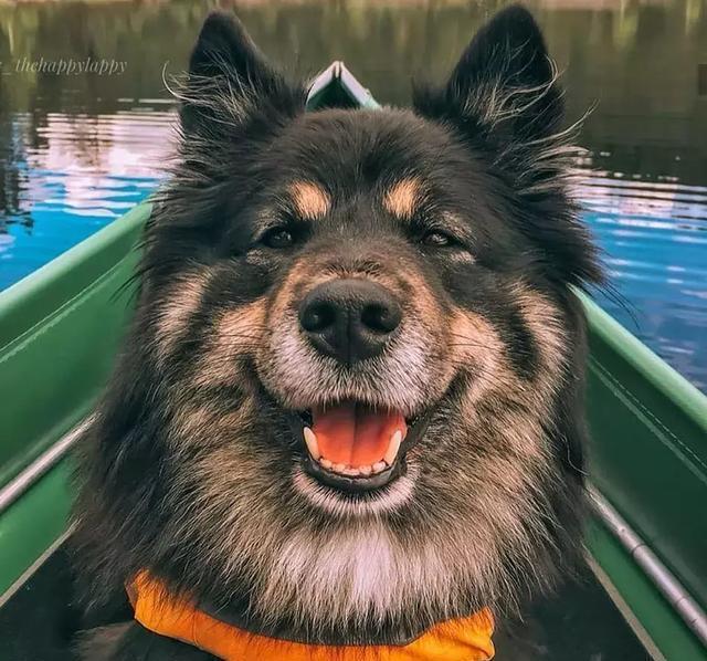 你以为这是一只阿拉斯加？错！这种冷门犬你见过吗？
