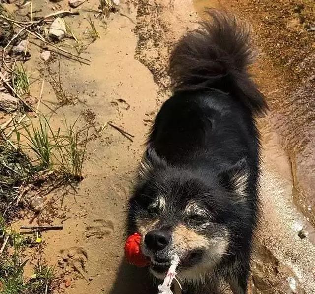 你以为这是一只阿拉斯加？错！这种冷门犬你见过吗？