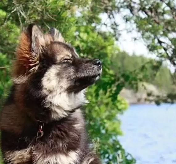 你以为这是一只阿拉斯加？错！这种冷门犬你见过吗？