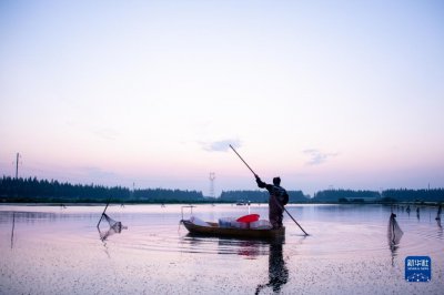​湖北潜江：小龙虾 大产业