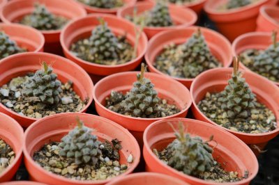 ​多肉适合室内种植吗
