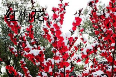 ​红梅花和海棠花的区别