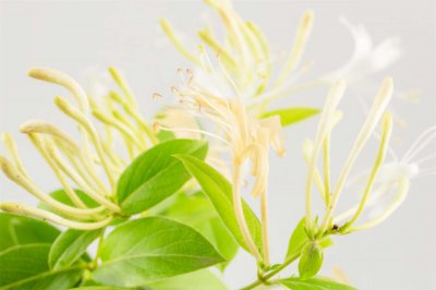 ​金银花多少天浇次水