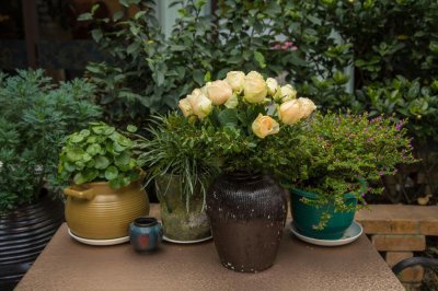 ​2018年8月8，送你8种花，祝你有钱随便花！