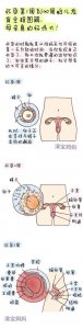 ​看怀孕1-40周胎儿发育全程图解，原来一个小生命是这样诞生的