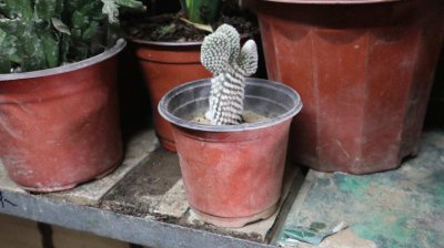 ​仙人掌适合在室内种植吗