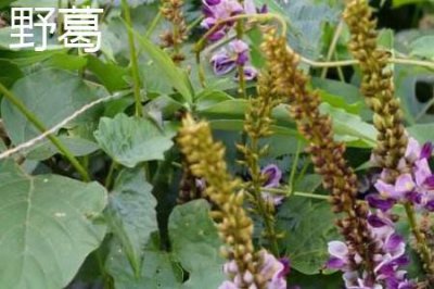 ​野葛和粉葛的区别