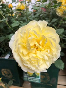 ​月季花的花语是什么