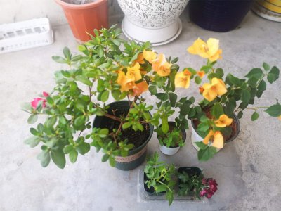 ​三角梅开花有什么特点