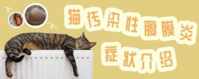 ​小猫眼屎多？两个月大猫咪上火的常见真相及处理方法