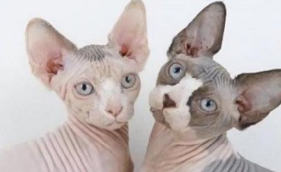 ​发现家猫血便怎么办？先好好了解怎么回事？再做好这四点 猫咪便血会死吗？