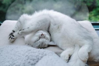 ​查理王是小猎犬还是骑士的简单介绍