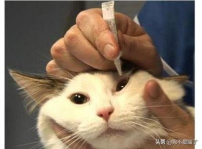 ​新手铲屎官必读：猫癣防治全攻略
