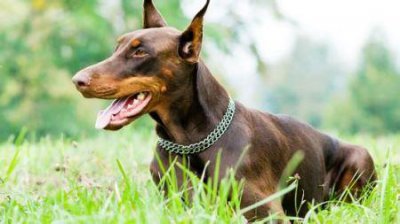 ​大型博美犬染色？博美犬有大型的狗吗？