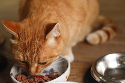 ​关于猫咪驱虫的那些事，铲屎官不要忽略了，你多长时间给猫咪驱一次虫呢？