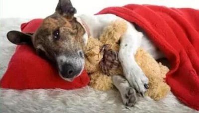 ​贝生吉犬怎么保养，贝生吉犬多少钱一只