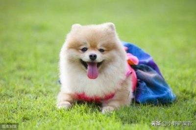​与下司犬齐名的狩猎犬下司犬猎犬排行榜