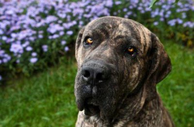 ​大连训犬学校费用？大连训犬吧