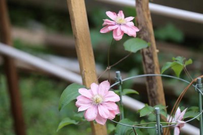 ​花卉新宠“小美人鱼”买回家，生活变得多彩，花量实在是太可人了