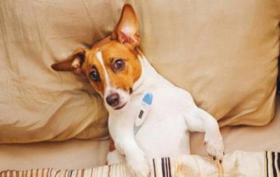 ​北京犬市场价格北京犬类交易市场