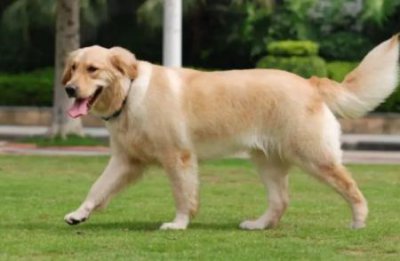 ​伴侣犬哪个品种好伴侣犬的品种