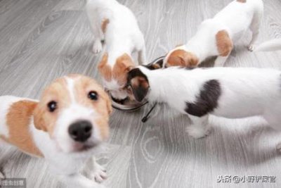 ​狗狗吃大米不拉狗狗能吃含大米的狗粮