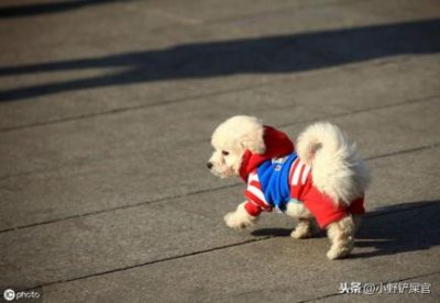 ​异国短毛猫眯眼头像异国短毛猫的性格