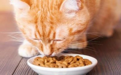 ​养猫养什么品种比较好？首选这8种猫，不仅廉价还好养，你更喜欢哪种？