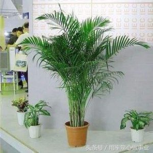 ​凤尾竹图集 美极了