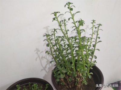 ​在日常生活中，很多人喜欢吃救心菜 那么救心菜怎么吃？