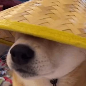 ​柴犬表情包