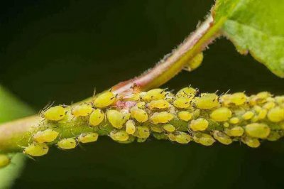 ​蔬菜上蚜虫的防治，4种不用农药的方法，非常实用
