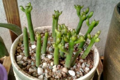 ​光棍树怎么养？光照充足可开花，汁液有毒修剪要小心！