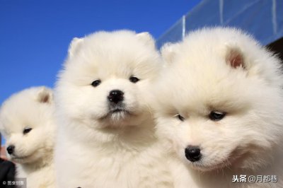 ​萨摩耶幼犬该如何训练？萨摩耶幼犬的训练方法
