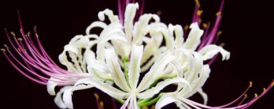 ​彼岸花能种在家里吗