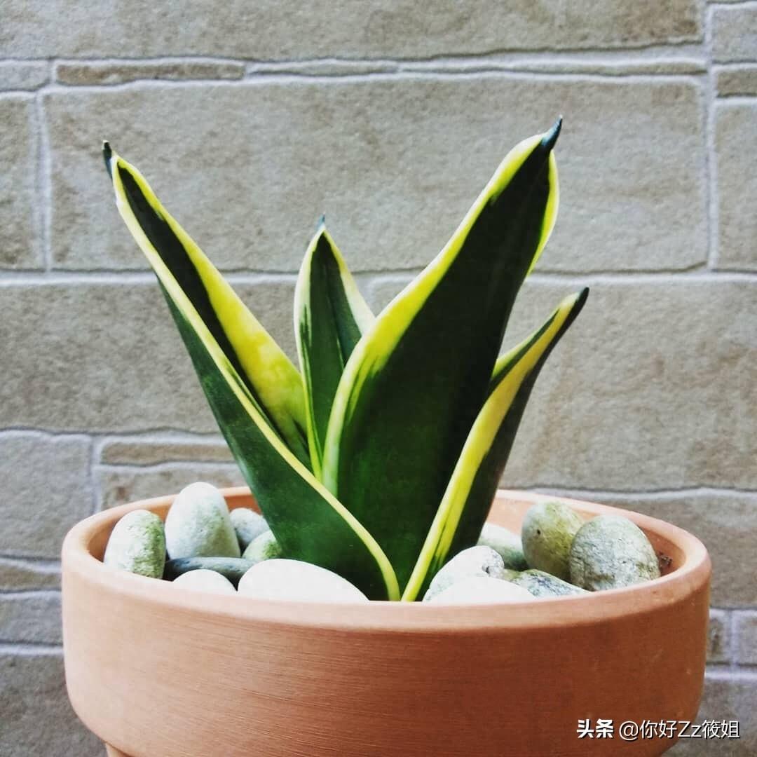 虎尾兰软萌起来也是十分可爱，但就别再指望它能长高长大了