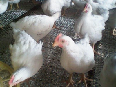 ​来自鲁西的特色肉鸡-817杂交肉鸡