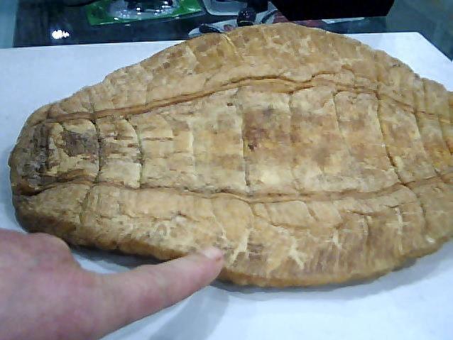 说说世界上最贵的鱼和它们背后的故事，血红龙价值高达500万