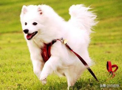 ​银狐犬多少钱一只？银狐犬的价格