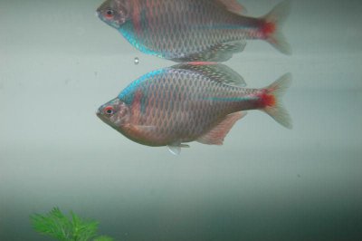 ​中国原生观赏鱼之高体鳑鲏