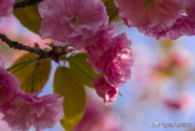 ​日本国花-日本晚樱