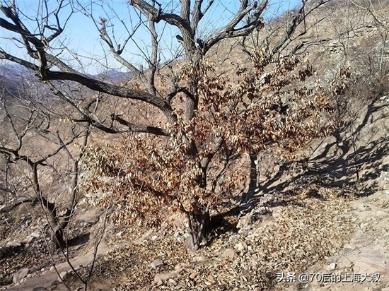 实地探访野长城，上山道路都是土路，破损的长城充满历史的沧桑感