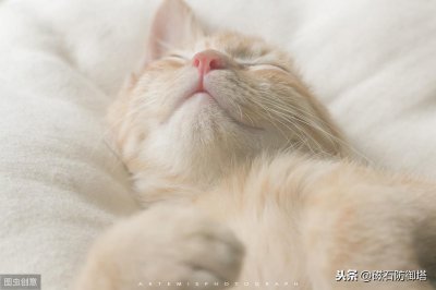 ​为什么人们对吸猫欲罢不能？原来我们都上瘾了
