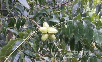 ​碧根果的功效与作用 碧根果的营养价值