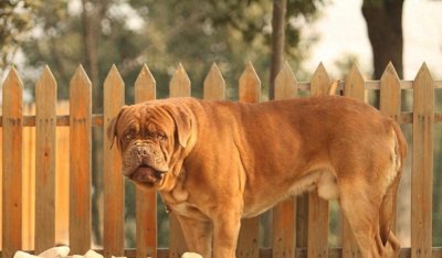 ​英国国宝犬：英国獒英姿飒爽不输藏獒